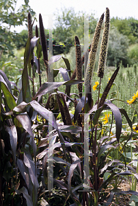 Picture of Panicum miliaceum 'Purple Majesty'