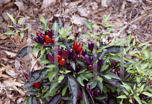 Picture of Capsicum annuum var. annuum 'Explosive Ember'