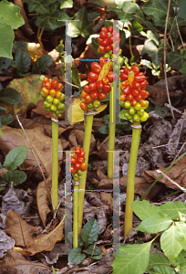 Picture of Arum italicum 'Pictum'