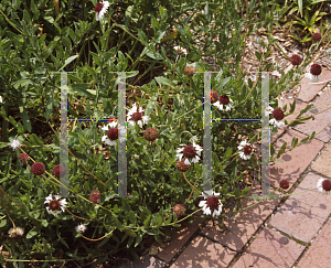 Picture of Gaillardia aestivalis var. winklerii 