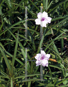 Picture of Ruellia tweediana 'Chi Chi'