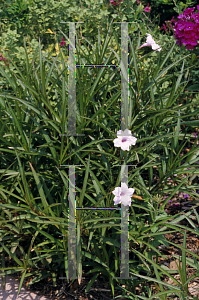 Picture of Ruellia tweediana 'Chi Chi'