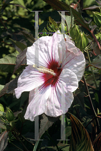 Picture of Hibiscus  'Kopper King'