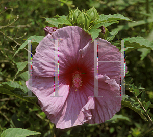 Picture of Hibiscus moscheutos 'Plum Crazy'