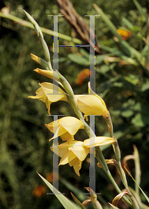 Picture of Gladiolus papilio 