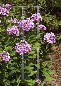 Picture of Phlox paniculata 'John Farick'