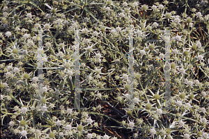 Picture of Eryngium venustum 