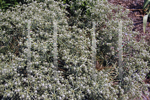 Picture of Eryngium venustum 