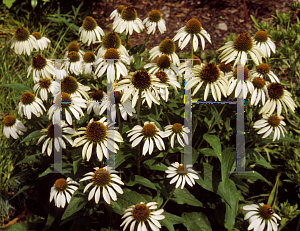 Picture of Echinacea purpurea 'White Swan'