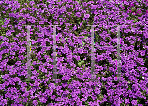 Picture of Verbena x hybrida 'Vilena (Babylon Carpet Blue)'