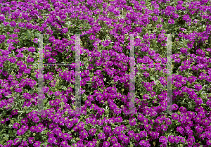 Picture of Verbena x hybrida 'Wynena (Babylon Purple)'