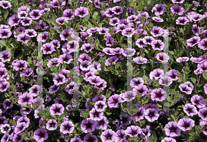 Picture of Petunia x hybrida 'Happy Dreams'