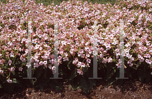 Picture of Nicotiana x sanderae 'Avalon Salmon'