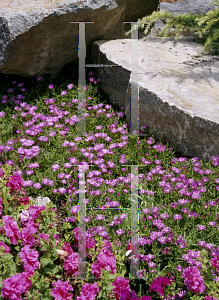 Picture of Delosperma cooperi 