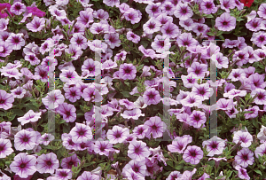 Picture of Petunia x hybrida 'Suncatcher Pink Vein'