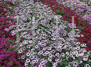 Picture of Petunia x hybrida 'Suncatcher Pink Vein'