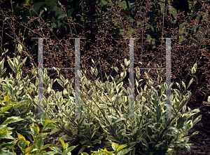 Picture of Talinum paniculatum 'Variegatum'