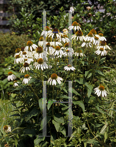 Picture of Echinacea purpurea 'White Swan'