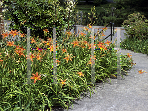 Picture of Hemerocallis fulva 