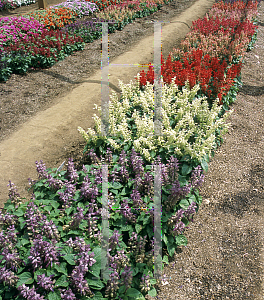 Picture of Salvia splendens 