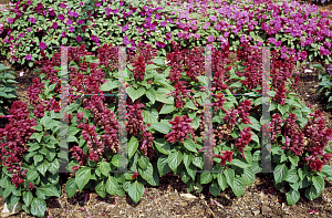 Picture of Salvia splendens 'Magic Burgundy'