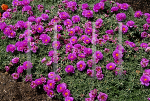 Picture of Portulaca grandiflora 'Sunseeker Pink'