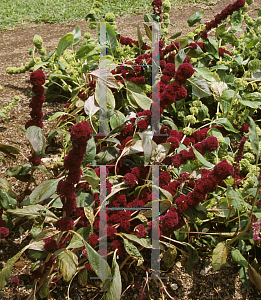 Picture of Amaranthus x 'Towers Mix'