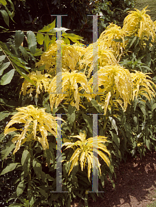 Picture of Amaranthus x 'Aurora Summer Poinsettia'