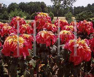 Picture of Amaranthus tricolor 'Illumination'