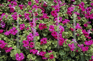 Picture of Petunia x hybrida 'Frilly Rose'