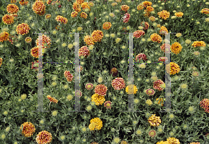 Picture of Gaillardia pulchella 'Sundance Bicolor'