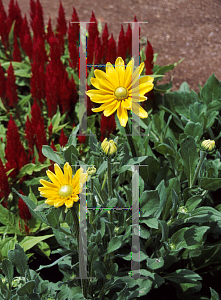 Picture of Rudbeckia hirta 'Prairie Sun'