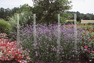 Picture of Verbena bonariensis 