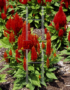 Picture of Celosia argentea (Plumosa Group) 'Castle Orange'