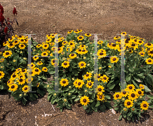 Picture of Rudbeckia hirta 'Summer Light'