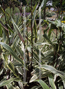 Picture of Zea mays 'Bars & Stripes'