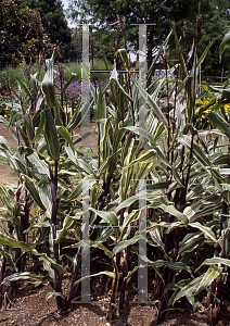 Picture of Zea mays 'Bars & Stripes'