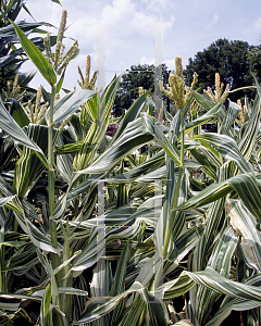 Picture of Zea mays 'Tiger Cub'