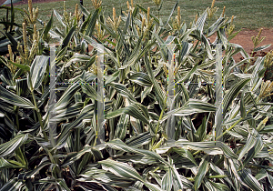 Picture of Zea mays 'Tiger Cub'