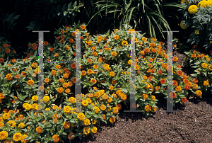 Picture of Zinnia elegans 'Zinnita Orange'