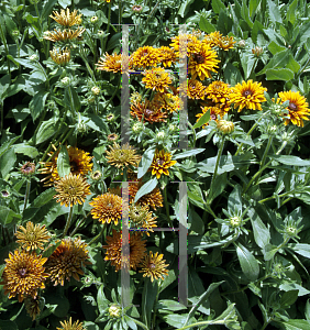 Picture of Rudbeckia hirta 'Cherokee Sunset'