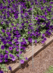 Picture of Petunia x hybrida 'Blue Wave'