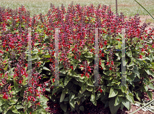 Picture of Salvia coccinea 'Forest Fire'
