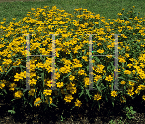 Picture of Zinnia angustifolia 'Crystal Yellow'