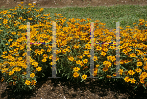 Picture of Zinnia angustifolia 'Crystal Orange'