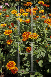 Picture of Zinnia elegans 'Orange King'