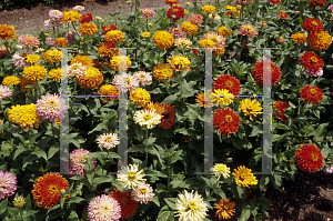 Picture of Zinnia elegans 'Giant Cactus Mix'