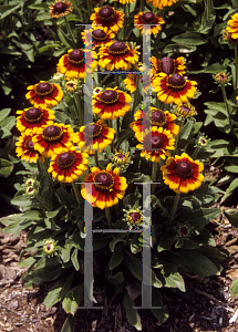 Picture of Rudbeckia hirta 'Toto Rustic'