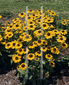 Picture of Rudbeckia hirta 'Toto'