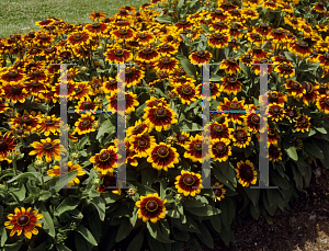 Picture of Rudbeckia hirta 'Cordoba'